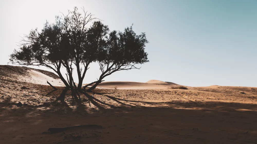المعالجة وإعادة التأهيل البيئي — شجرة وحيدة في الكثبان